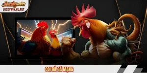 Coi đá gà mạng