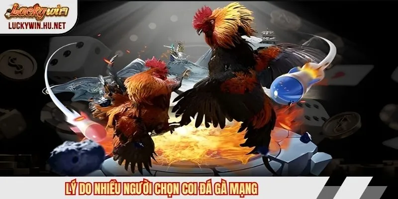 Lý do nhiều người chọn coi đá gà mạng