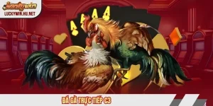 Đá gà trực tiếp c3
