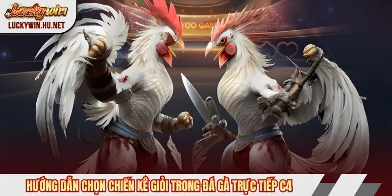 Hướng dẫn chọn chiến kê giỏi trong đá gà trực tiếp C4