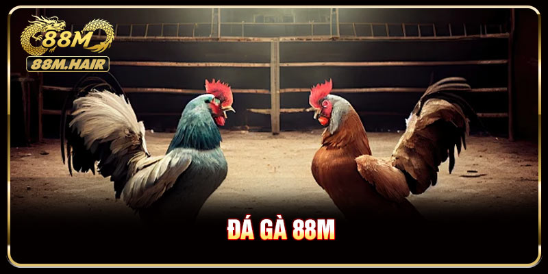 Sảnh đá gà 88M